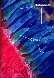 cones-batonnets