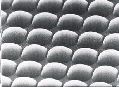 microlentilles